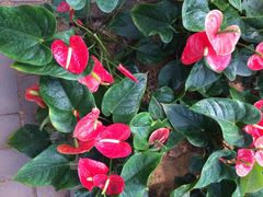 iphone_upload_pic-石家庄市植物园