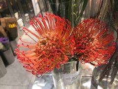 -植物学家的女儿(北马道巷店)