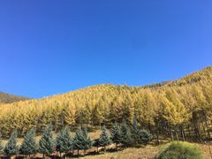 -塞罕坝国家级自然保护区