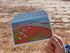 -盐城丹顶鹤湿地生态旅游区