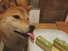 -柴务处·柴犬主题狗咖