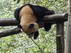 -都江堰中华大熊猫苑