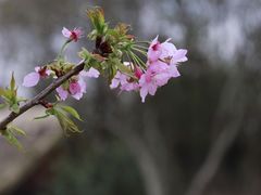 -顾村公园
