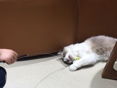 -藏猫猫咖啡主题馆(中央大道店)