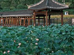 -龙头寺公园