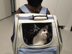 -瑞派名望志远动物医院·猫科·內科·异宠专科(直港大道店)