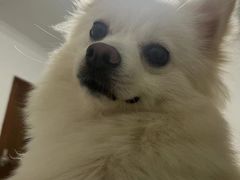 -爱侣宠医·鹦鹉专科·小型哺乳类·异宠专科(灵石路店)