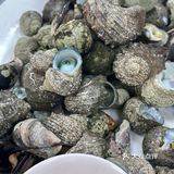 这样的赶海应该没有人不喜欢吧(2)图文篇🥰🥰🥰