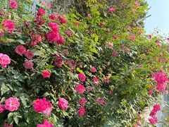 -人民公园(罗湖区)