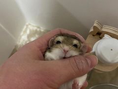 -美联众合动物医院·24h转诊中心