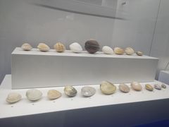 -贝壳王国博物馆