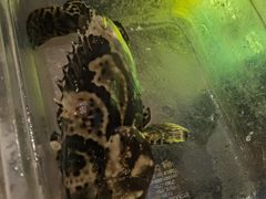 -ONE FULL 古董港式海鲜火锅