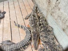 -呀路古热带植物园