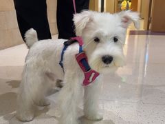 -帕帕拉兹宠物(亚洲旗舰店)