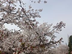-苏州上方山国家森林公园
