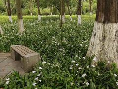 -花溪公园