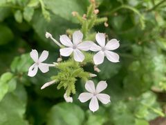 -陈李济中药博物馆