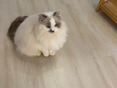 -豆逗聊愈猫阁Easy Life