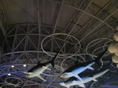 -烟台海昌鲸鲨海洋公园