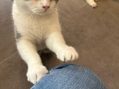 -飞行喵MR PILOT|猫舍·猫咖(静安大融城店)