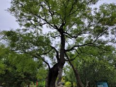 -大望京公园