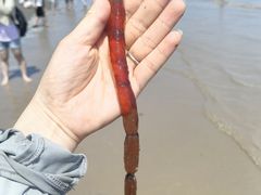 -启东黄金海滩景区