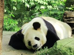 -都江堰中华大熊猫苑