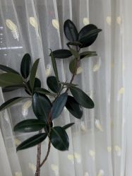 -HEYAN荷妍专业脱毛连锁机构