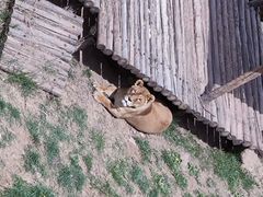 -青藏高原野生动物园