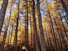 -塞罕坝国家级自然保护区