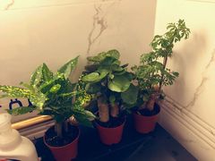 -美丽心情蛋糕(江苏路店)