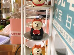 -柴犬高等学院·狗咖·柴犬售卖·宠物训练