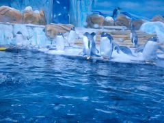 -海合安青岛极地海洋公园