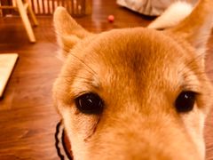 -豆柴町-柴犬主题狗咖(红鼎国际C座店)