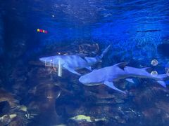 -烟台海昌鲸鲨海洋公园