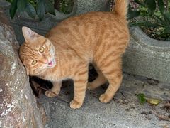 停车场小猫-大明寺素斋