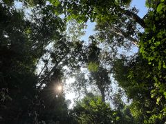-西双版纳原始森林公园