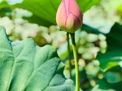 -陈家山荷花公园