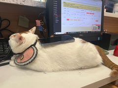 -瑞鹏宠物医院犬猫全科(真大分院)