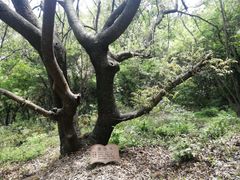 -上海佘山国家森林公园天马山园