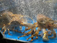 -徐记海鲜(大明宫|北二环店)