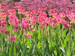 -洛阳郁金香牡丹园
