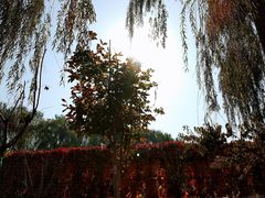 -大兴滨河森林公园