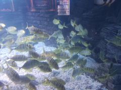 -烟台海昌鲸鲨海洋公园