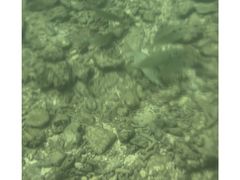 -东姑阿都拉曼海洋公园