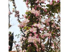-石家庄市植物园