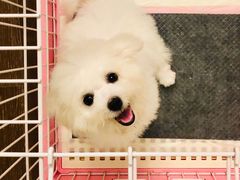 -PETKIT小佩宠物·低压洗护(国顺东路店)