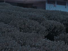 -中国茶叶博物馆(双峰馆区)