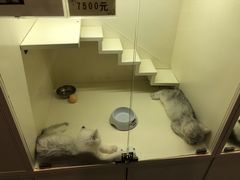 -十年猫舍·猫咪专门店(普陀店)