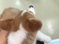 -特一安24小时宠物医院·骨科·中兽医